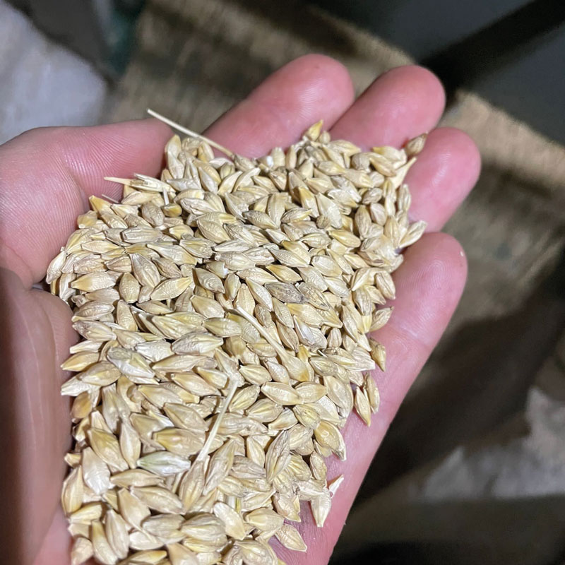 Sonnen-Br&auml;u Sonnenmalz